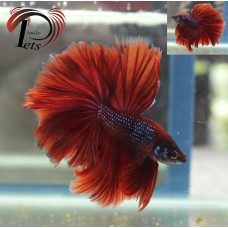 PMAY 2087
